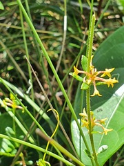 Pimelea curviflora curviflora
