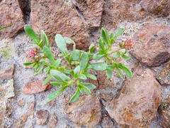 Cistanthe celosioides
