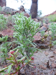 Johnstonella parviflora