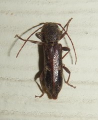 Phacodes