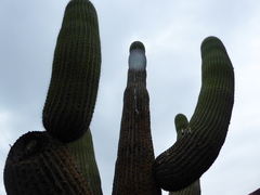 Browningia candelaris