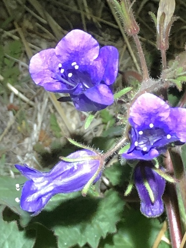 Wild canterbury bells (Phacelia minor)