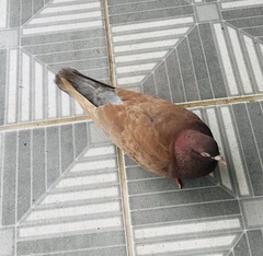 Columba livia domestica