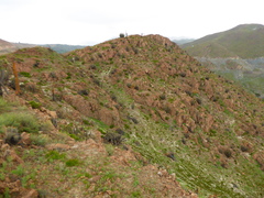 Browningia candelaris