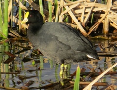 Fulica leucoptera