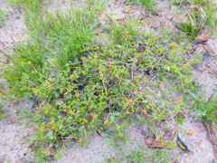 Hoffmannseggia prostrata