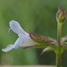 Salvia runcinata - Photo (c) David Hoare, algunos derechos reservados (CC BY-NC), subido por David Hoare
