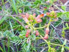 Hoffmannseggia prostrata