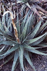 Deuterocohnia
