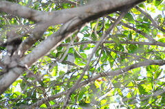 Herpsilochmus longirostris