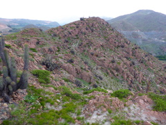 Haageocereus platinospinus