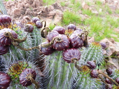 Haageocereus platinospinus