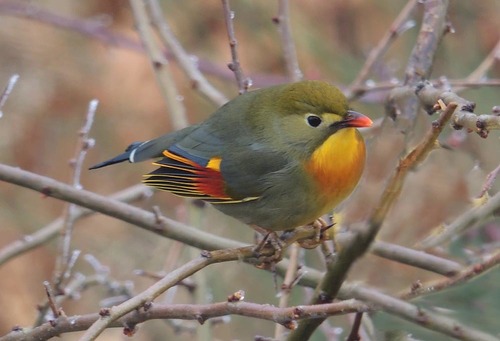 Red-billed Leiothrix, Provincia di Pavia, Italia, photo 7 of 10