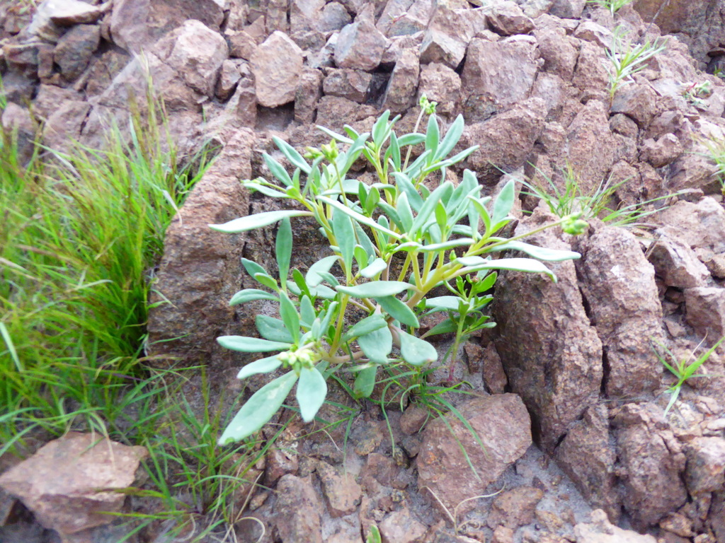 Cistanthe weberbaueri