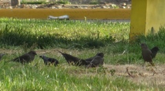 Molothrus bonariensis