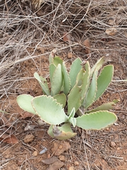 Kalanchoe brachyloba