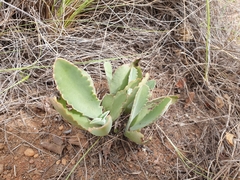 Kalanchoe brachyloba