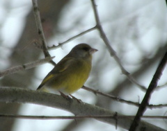 Chloris chloris