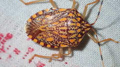 Phalaecus pustulatus