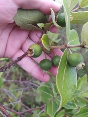 Psidium laruotteanum