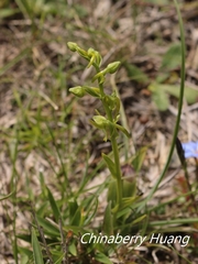 Platanthera mandarinorum pachyglossa
