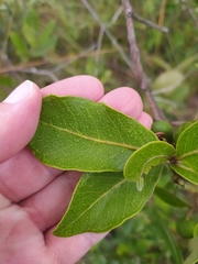 Psidium laruotteanum