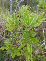Psidium laruotteanum