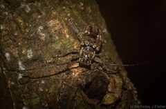 Prosoplus bakewellii