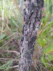 Psidium laruotteanum