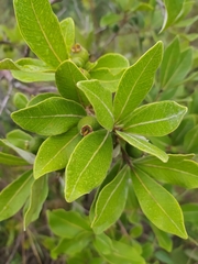 Psidium laruotteanum
