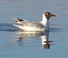 Chroicocephalus maculipennis