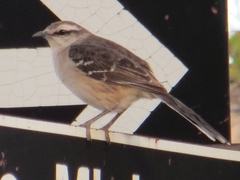 Mimus saturninus