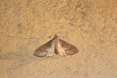 Diaphania fumosalis
