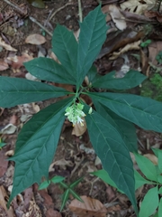 Caamembeca salicifolia