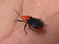 Zirta