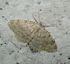 Triphosa sabaudiata