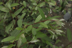 Salix alba micans