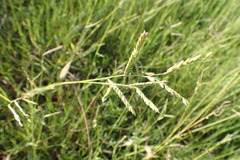 Urochloa panicoides