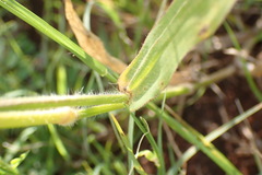Urochloa panicoides