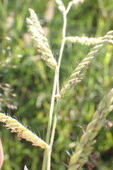 Urochloa panicoides