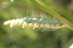 Urochloa panicoides