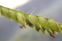 Urochloa panicoides