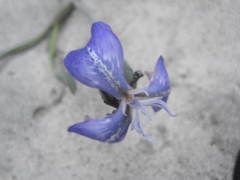 Mastigostyla cyrtophylla