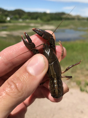 Lacunicambarus nebrascensis