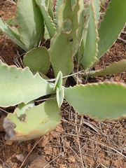 Kalanchoe brachyloba