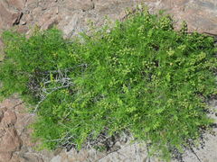 Ambrosia artemisioides