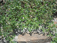 Cistanthe celosioides