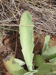 Kalanchoe brachyloba
