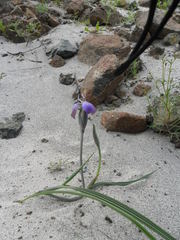 Mastigostyla cyrtophylla