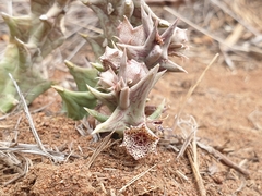 Orbea carnosa carnosa